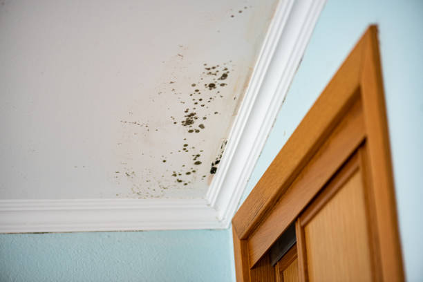 Best Professional Mold Removal  in Enosburg Falls, VT