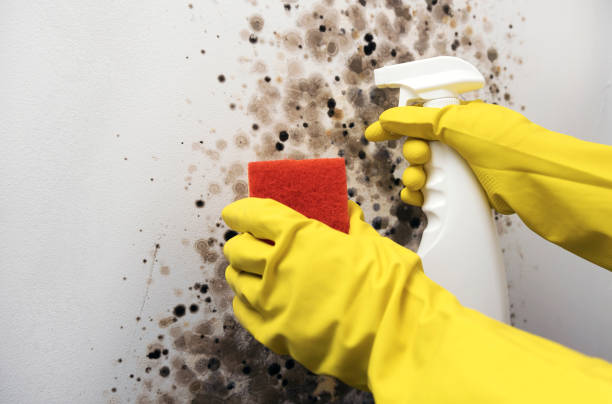 Best Mold Cleaning Services  in Enosburg Falls, VT