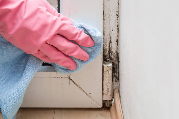 Best Attic Mold Removal  in Enosburg Falls, VT